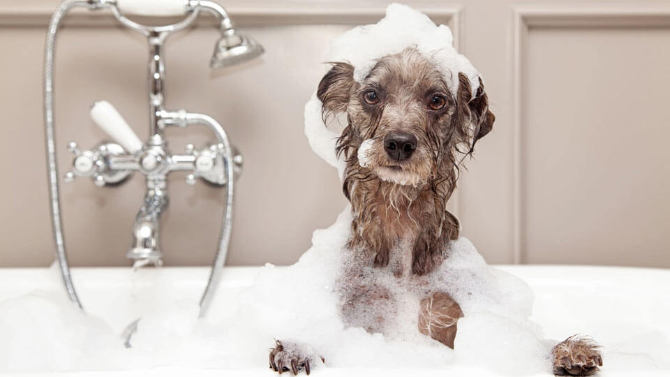 طریقه تمیز کردن سگ خانگی خود بدون حمام کردن