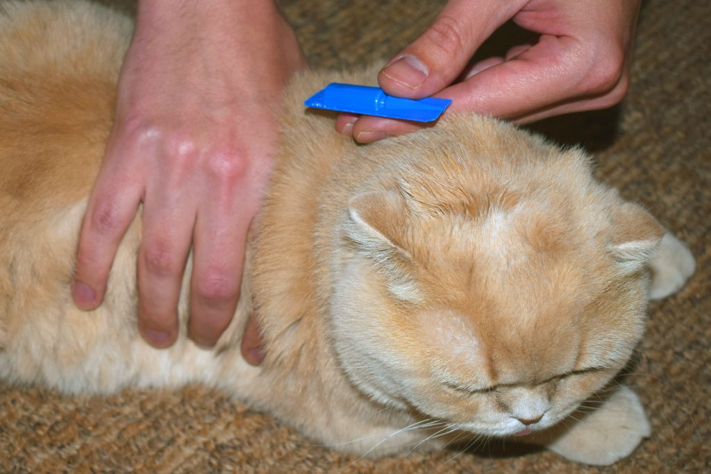از بین بردن کنه در گربه‌ها و راه های درمان