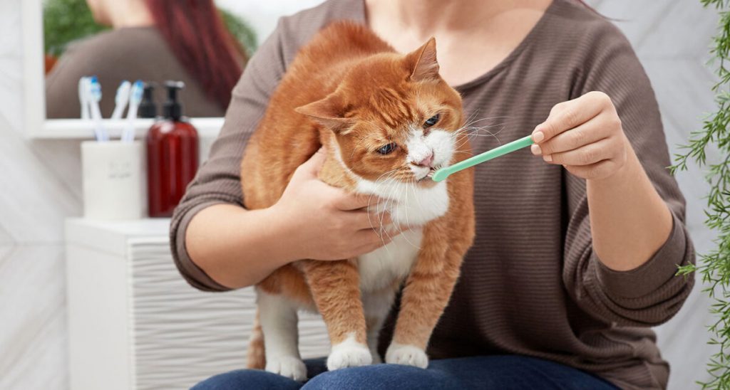 آموزش مسواک زدن دندان‌های گربه