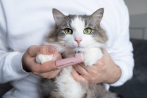 گربه ها و مسواک زدن دندان‌های گربه
