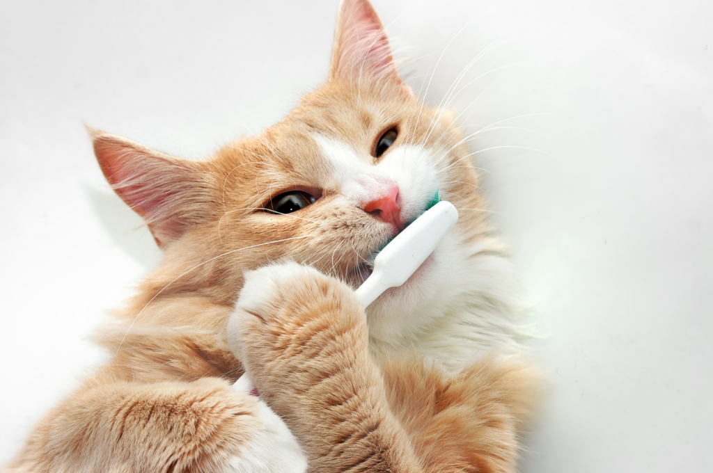 راهنمای جامع مسواک زدن دندان‌های گربه