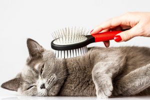 راه های درمان ریزش مو در گربه‌ها