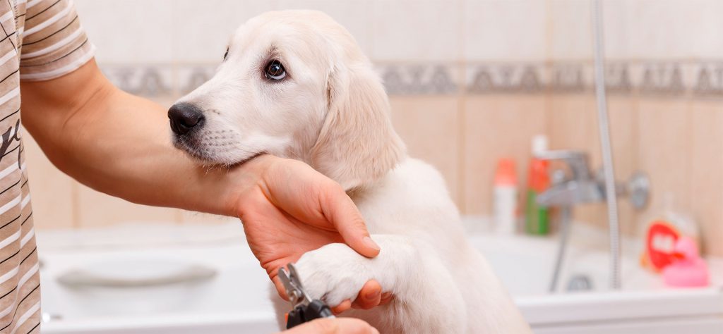 راهنمای نظافت ناخن‌های سگ که دانستن آن ضروری است