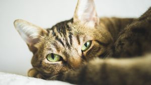 علت و از بین بردن کنه در گربه‌ها