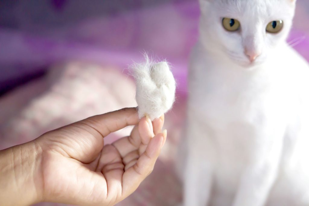 دلایل ریزش مو در گربه‌ها