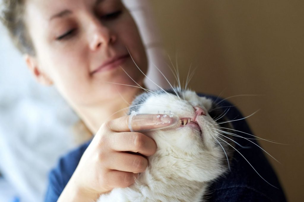 آموزش جامع مسواک زدن دندان‌های گربه