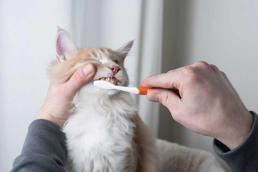 مسواک زدن دندان‌های گربه و آنچه باید بدانید