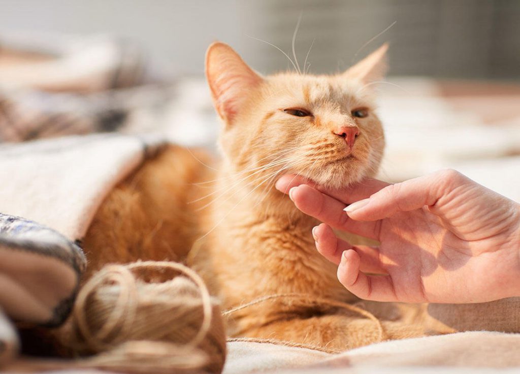 مراجعه به دامپزشک و از بین بردن کنه در گربه‌ها