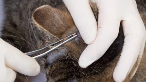 راهکارهای پزشکی برای از بین بردن کنه در گربه‌ها