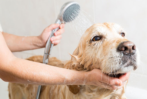 تفاوت شامپوهای مخصوص انسان‌ و سگ‌های خانگی در شستشوی سگ