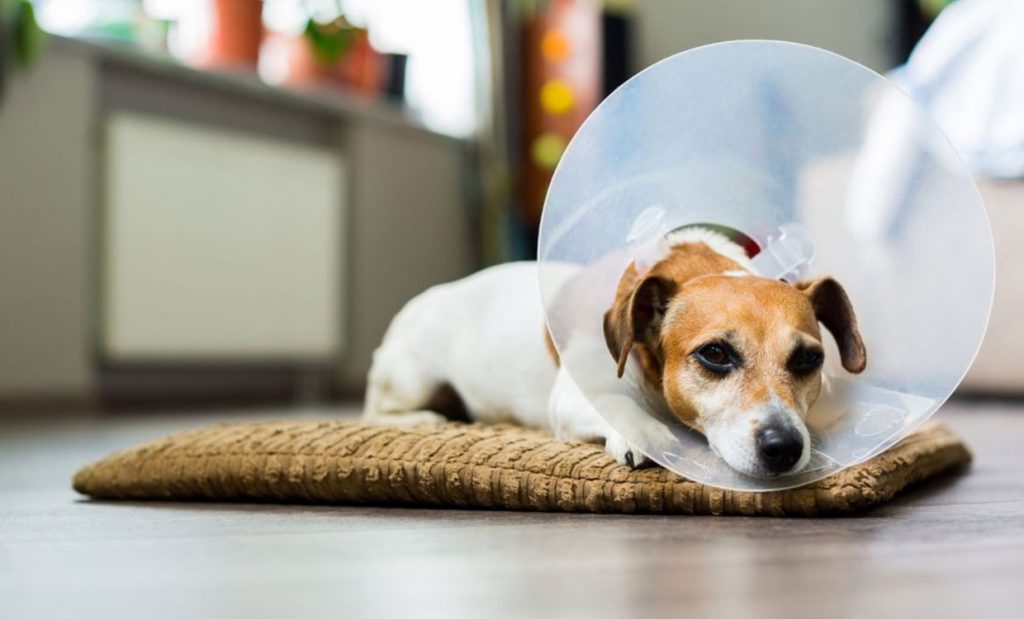 راه های مراقبت از زخم‌های سگ‌