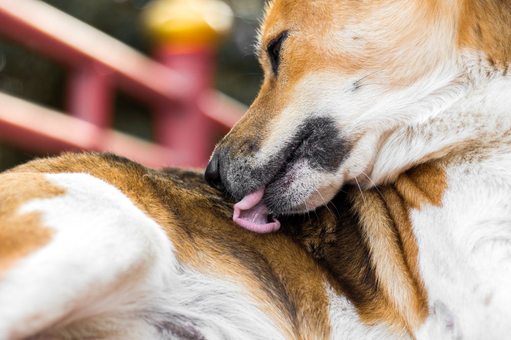 ایجاد حساسیت و نرم‌کننده‌های خانگی برای سگ‌ها