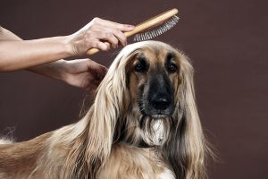موهای بلند سگ و نحوه صحیح برس کشیدن بر روی موهای سگ‌ها
