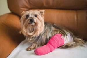 چگونه مراقبت از زخم‌های سگ‌ انجام می شود؟