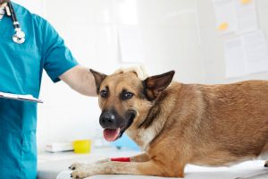مراجعه به پزشک و مراقبت از زخم‌های سگ‌