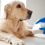 راهکار مراقبت از زخم‌های سگ‌
